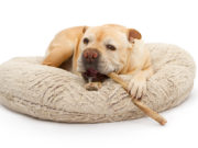 Top 7 Best Dog Bully Sticks and Chews best dog bully sticks