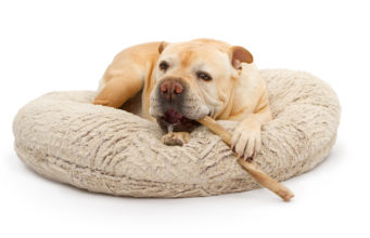 Top 7 Best Dog Bully Sticks and Chews best dog bully sticks