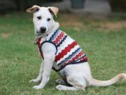 Top 5 Best Dog Shirts best dog shirts