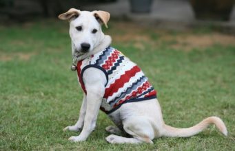 Top 5 Best Dog Shirts best dog shirts