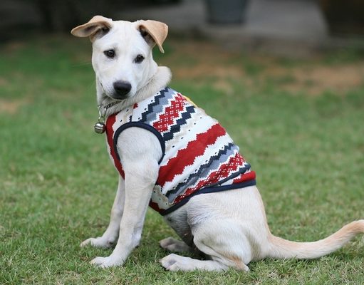 Top 5 Best Dog Shirts best dog shirts