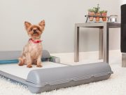 BrilliantPad – the World’s First Self-Cleaning Indoor Dog Potty BrilliantPad - the World’s First Self-Cleaning Indoor Dog Potty