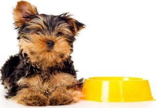 Homemade Dog Food for Yorkies Recipe homemade dog food for yorkies recipe