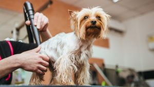 How to Groom a Dog 101 The Largest Free All-in-One Course for Beginners How to Groom a Dog 101 The Largest Free All-in-One Course for Beginners