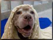 This Man Just Adopted an 18-year Old Shelter Dog This Man Just Adopted an 18-year Old Shelter Dog