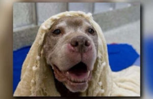 This Man Just Adopted an 18-year Old Shelter Dog This Man Just Adopted an 18-year Old Shelter Dog