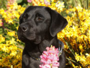 This Year’s AKC Top Breed: Labrador Retriever This Year’s AKC Top Breed: Labrador Retriever