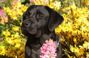 This Year’s AKC Top Breed: Labrador Retriever This Year’s AKC Top Breed: Labrador Retriever