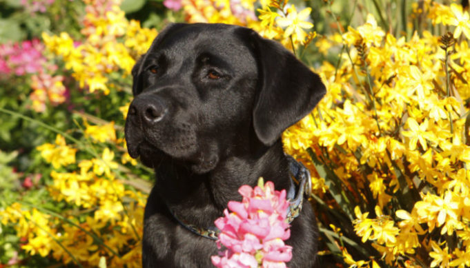 This Year’s AKC Top Breed: Labrador Retriever – Top Dog Tips