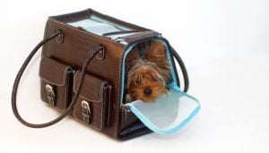 Dog Packing List for Travel