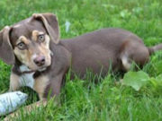 Dog Saved From Abuse Rescues Neglected Toddler Dog Saved From Abuse Rescues Neglected Toddler