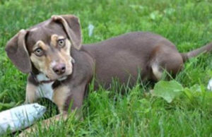 Dog Saved From Abuse Rescues Neglected Toddler Dog Saved From Abuse Rescues Neglected Toddler