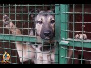 TOP #18: Why You Should Become a Foster Parent to Dogs