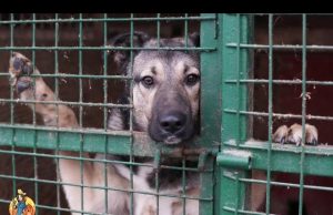 TOP #18: Why You Should Become a Foster Parent to Dogs