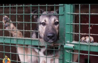 TOP #18: Why You Should Become a Foster Parent to Dogs