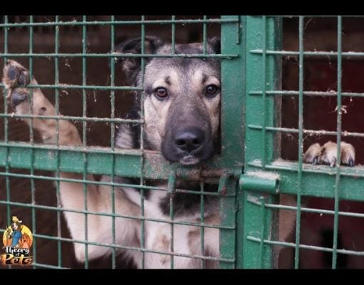 TOP #18: Why You Should Become a Foster Parent to Dogs