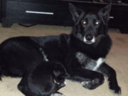 UPDATE: Family Battles Animal Control to Get Their Dog Back Family Battles Animal Control to Get Their Dog Back (with UPDATE!)