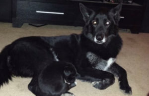 UPDATE: Family Battles Animal Control to Get Their Dog Back Family Battles Animal Control to Get Their Dog Back (with UPDATE!)