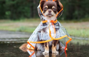35 Best Dog Raincoats and Rain Jackets (Brand Review and Buying Guide) Use proper gear or postpone when the weather is extreme