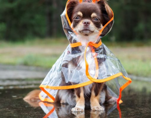 35 Best Dog Raincoats and Rain Jackets (Brand Review and Buying Guide) Use proper gear or postpone when the weather is extreme