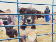 Researcher Found a Way to Improve Adoption of Rescue Dogs A Researcher Found a Way to Improve Adoption of Rescue Dogs featured image