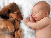 A Study Shows How Dogs May Improve Health of Young Children A Study Shows How Dogs May Improve Health of Young Children