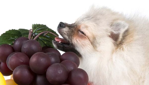 Grapes for Dogs 101: Can Dogs Eat Grapes and What's the Danger? - Grapes Toxicity Health Risks For Dogs