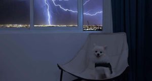 Best Dog Anxiety Vests Proven to Work