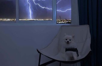 The 5 Best Dog Anxiety Vests (And How They Work) Best Dog Anxiety Vests Proven to Work