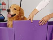 The Best Dog Baths for Easier Grooming Best Dog Baths for Easier Grooming of Your Pet