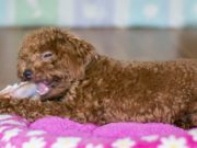 Top 5 Best Dog Treat Animal Ears Best Dog Treat Animal Ears