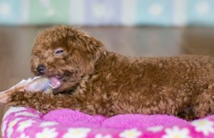 Top 5 Best Dog Treat Animal Ears Best Dog Treat Animal Ears