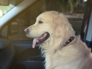 Top 5 Best Large Dog Booster Seats Best Large Dog Booster Seats