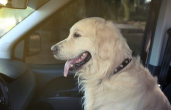 Top 5 Best Large Dog Booster Seats Best Large Dog Booster Seats