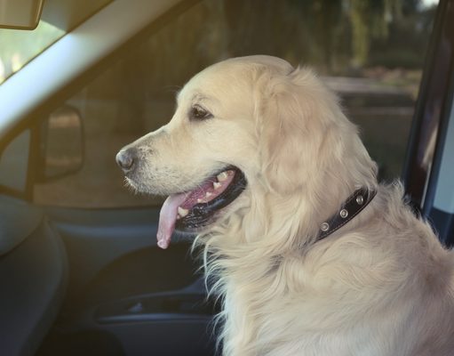 Top 5 Best Large Dog Booster Seats Best Large Dog Booster Seats