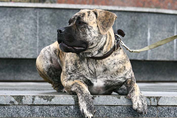 is the boerboel considered aggressive