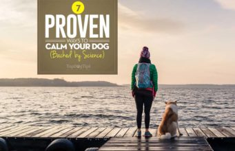 7 Proven Ways to Calm Down A Dog (Backed by Science) Science-based Ways on How to Calm a Dog Down