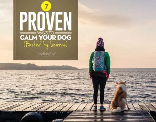 7 Proven Ways to Calm Down A Dog (Backed by Science) Science-based Ways on How to Calm a Dog Down