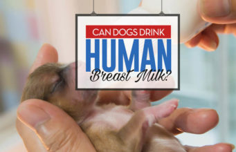 Can Dogs Drink Human Breast Milk? Can Dogs Drink Human Breast Milk Safely