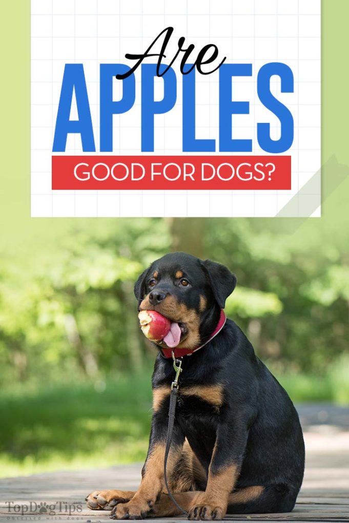 Apples for Dogs 101: Can Dogs Eat Apples? - Raw Apple For Dogs With Skin Issues