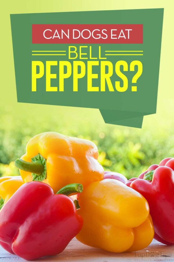 Bell Peppers for Dogs 101 Can Dogs Eat Bell Peppers?