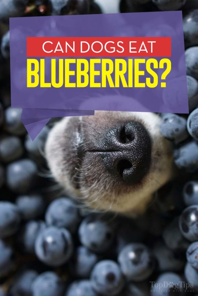 Can Dogs Eat Blueberries? Side Effects and Benefits (Based on Studies)