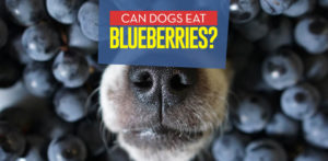 Can Dogs Eat Blueberries? Side Effects and Benefits (Based on Studies)