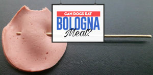 Bologna Meat for Dogs 101: Can Dogs Eat Bologna Meat Sausage?