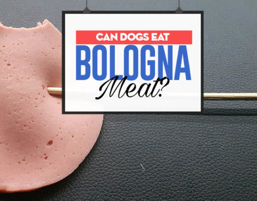 Can Dogs Eat Bologna Meat? Benefits and 7 Potential Side Effects Can Dogs Eat Bologna Meat