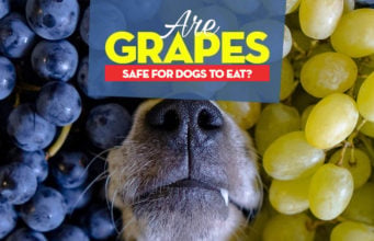 Can Dogs Eat Grapes? Grape Toxicosis and Dangers Explained Can Dogs Eat Grapes