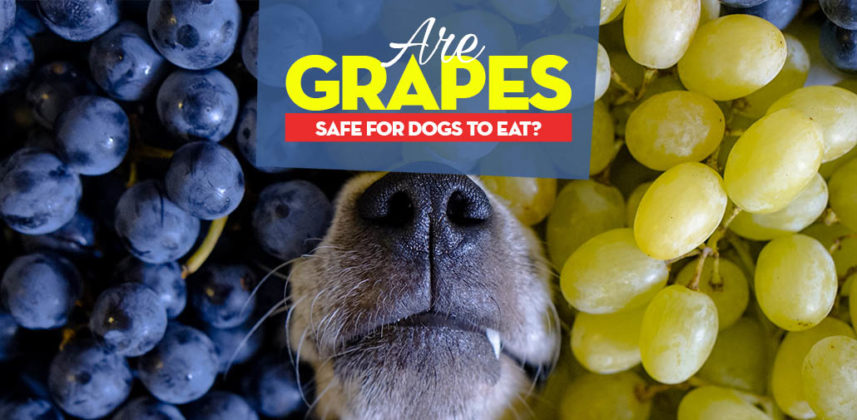 Picture of Grapes for Dogs 101: Can Dogs Eat Grapes and What's the Danger?