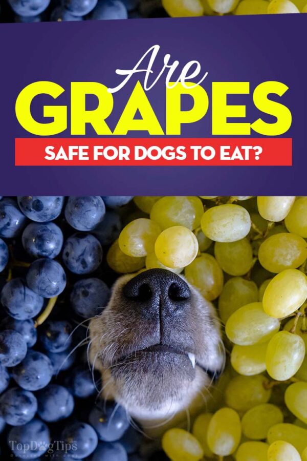 View of Grapes for Dogs 101: Can Dogs Eat Grapes and What's the Danger?