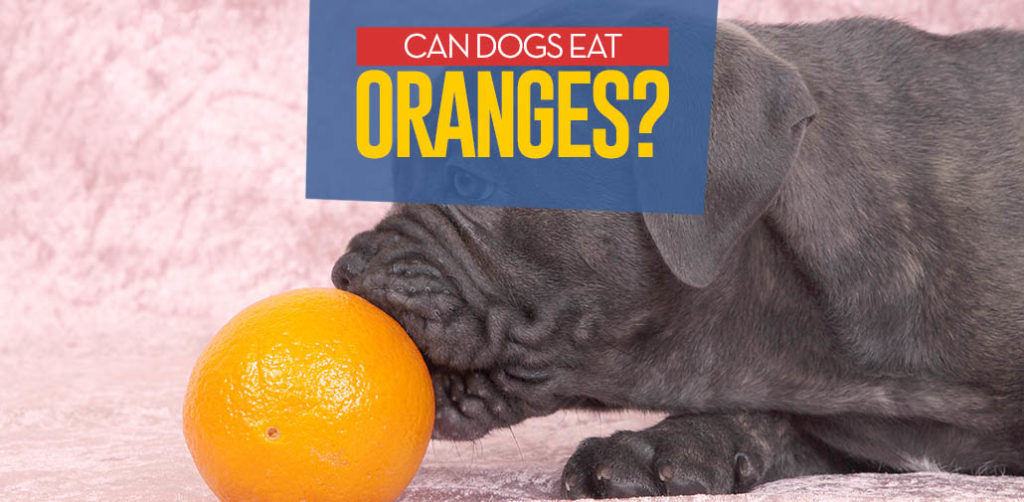 Oranges for Dogs 101 Can Dogs Eat Oranges?