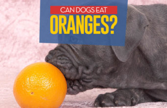 Can Dogs Eat Oranges? 7 Potential Benefits and Side Effects Can Dogs Eat Oranges